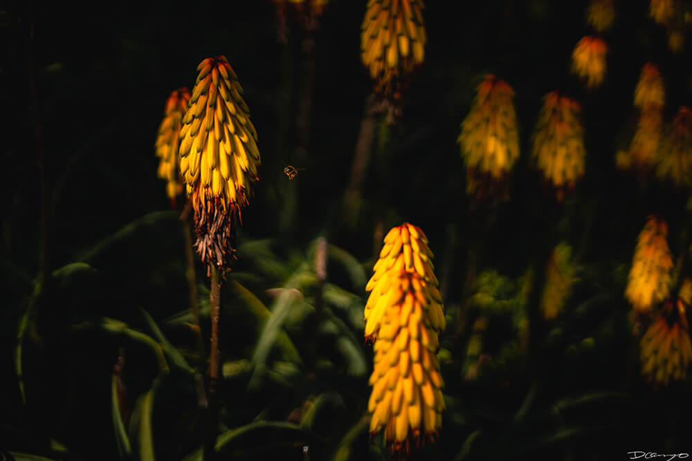 Floral, natural, and textural photos from my travels in the Bay Area in California, and more.
